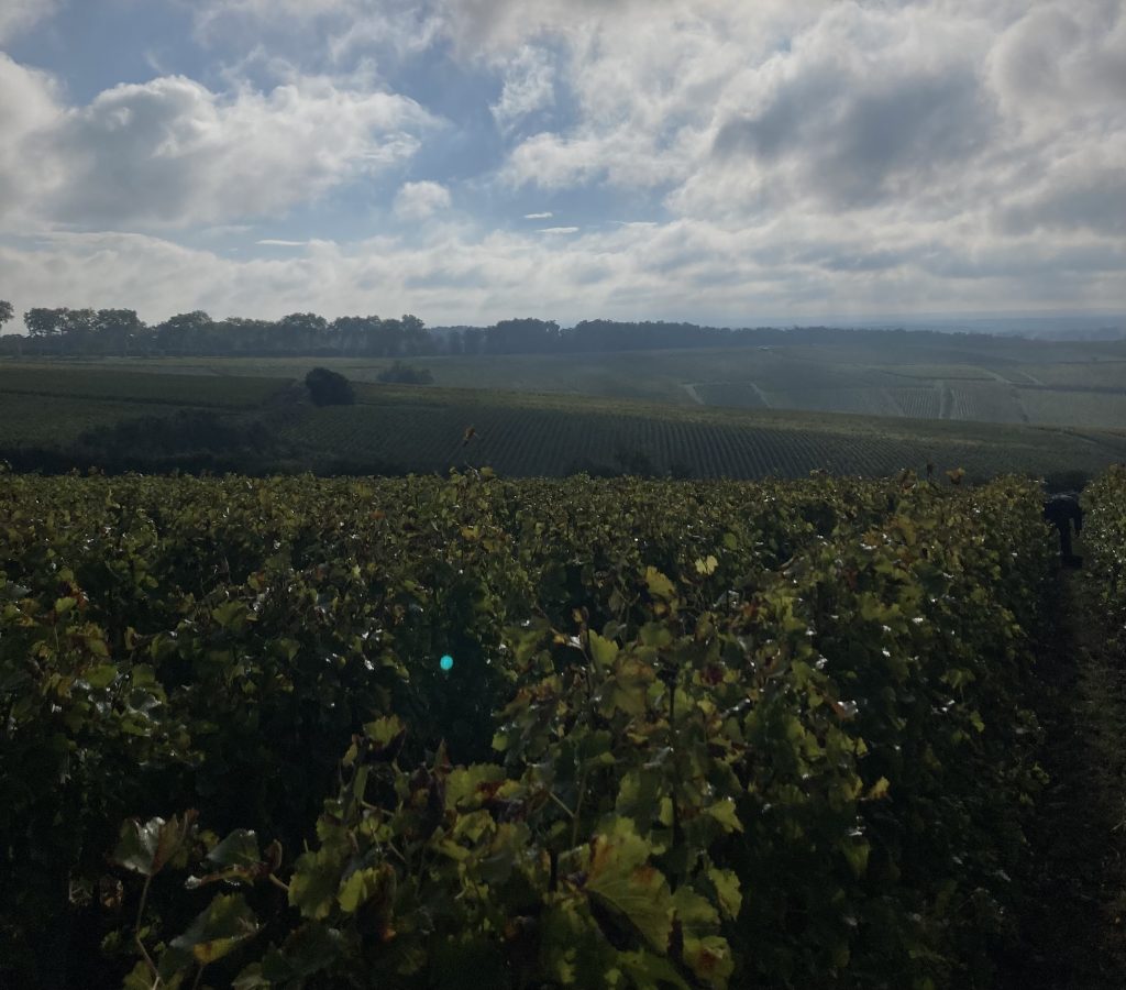 Travail de la vigne sur l'AOC Pouilly-Fumé, Domaine Bailly-Reverdy