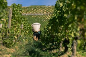 Un hotteur dans une vigne